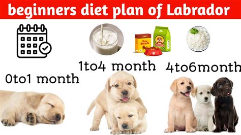 Best Labrador Diet Plan