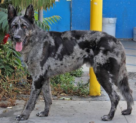 Best Merle German Shepherd