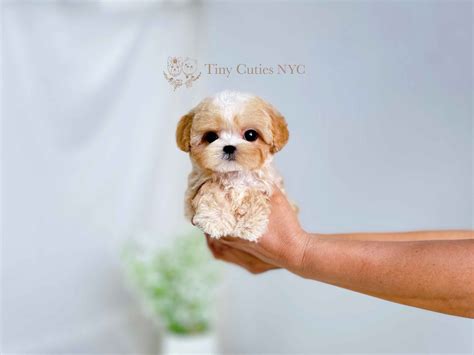 Best Micro Teacup Maltipoo