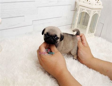 Best Micro Teacup Pugs For Sale