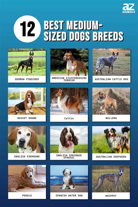 Best Middle Sized Dogs