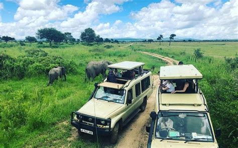 Best Mikumi Safari Tips