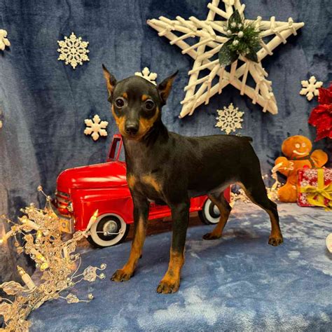 Best Min Pin For Sale