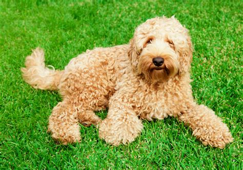 Best Mini Labradoodle Full Grown