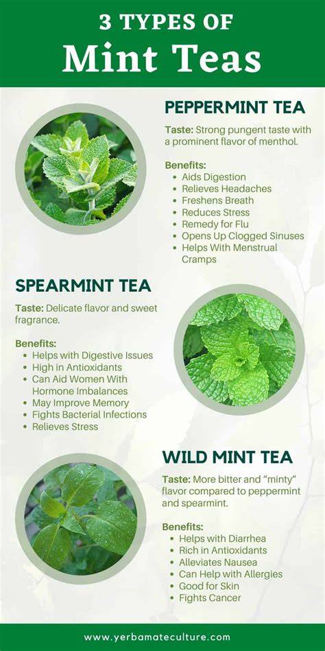 Best Mint Tea