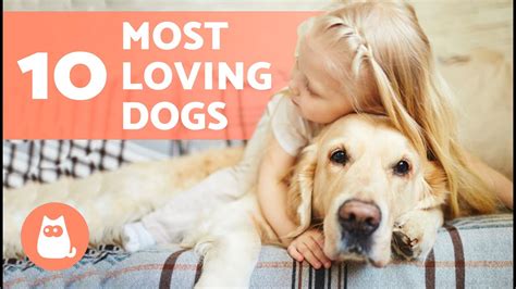 Best Most Loving Dogs