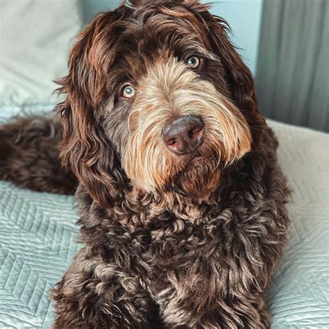 Best Newfypoo