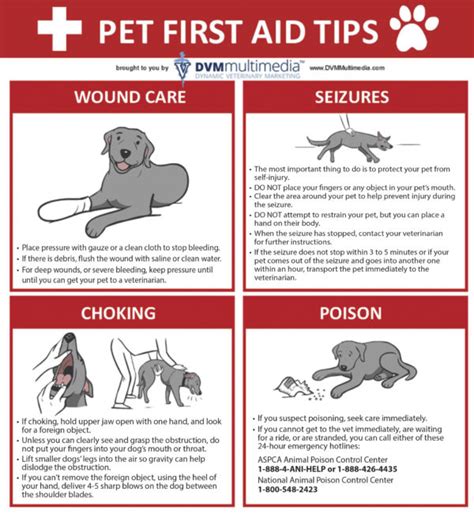 Best Of 6 At Home Tips For Pet First Aid Month