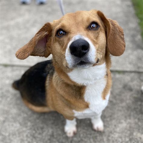 Best Of Beagle Corgi Mix