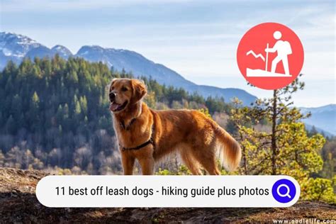 Best Of Best Dogs Off Leash