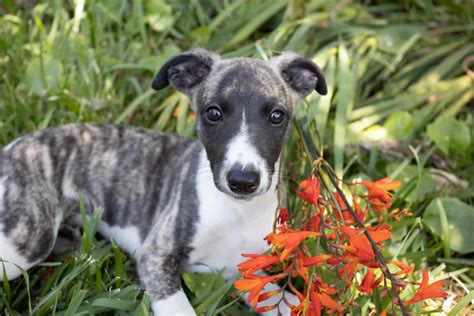 Best Of Blue Brindle Whippet Names