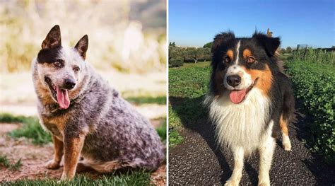 Best Of Blue Heeler Aussie Mix