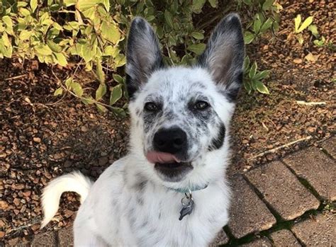 Best Of Blue Heeler Mixes