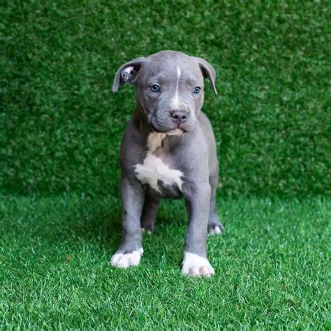Best Of Blue Nose Pit