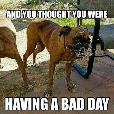 Best Of Boxer Dog Meme