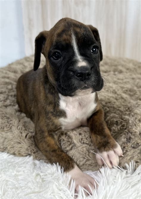 Best Of Brindle Boxers