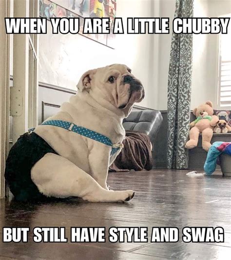 Best Of Bulldog Meme