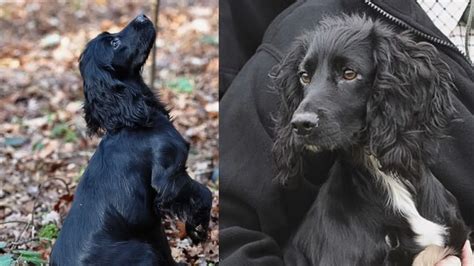 Best Of Cocker Spaniel Cross