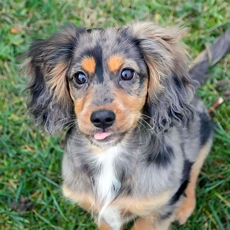 Best Of Cocker Spaniel Mix