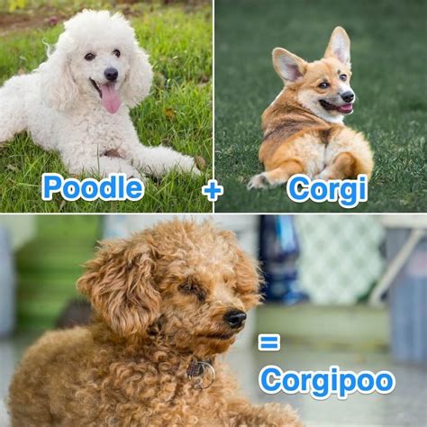 Best Of Corgipoo Mix