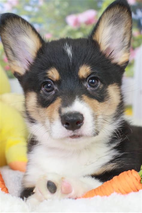 Best Of Corgis For Sale