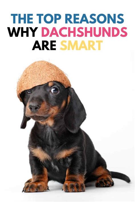 Best Of Dachshund Intelligence