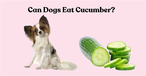 Best Of Dogs Cucumber