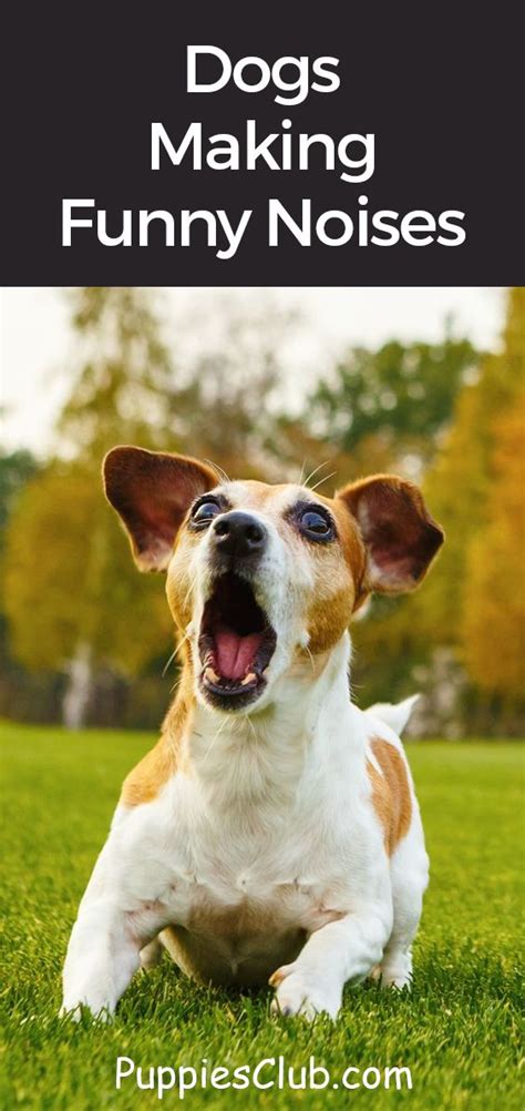 Best Of Dogs Making Funny Noises