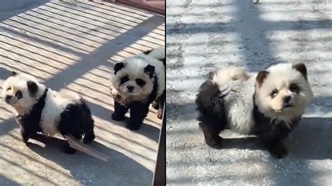 Best Of Dogs That Look Like Pandas