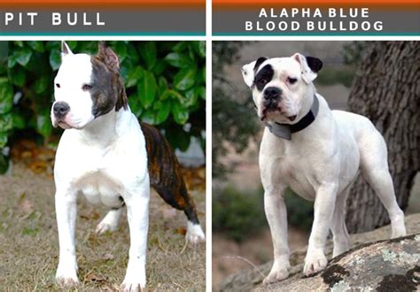 Best Of Dogs That Look Like Pit Bulls