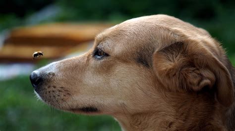 Best Of Dogs With Bee Stings