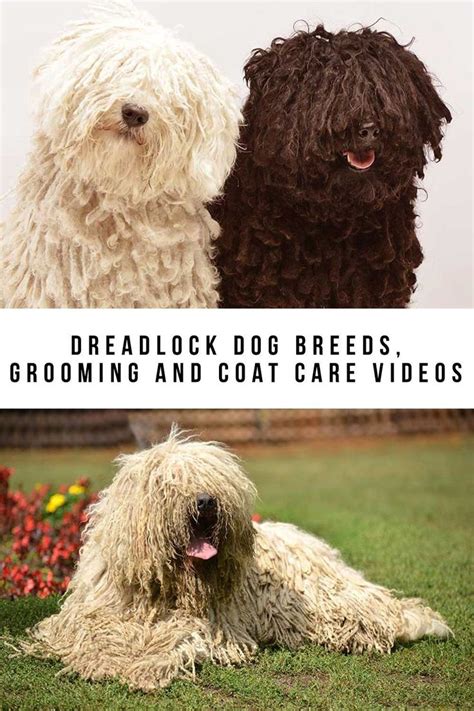 Best Of Dreadlock Dog Breed