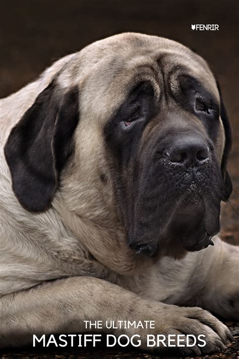 Best Of English Mastiff First Time Owner