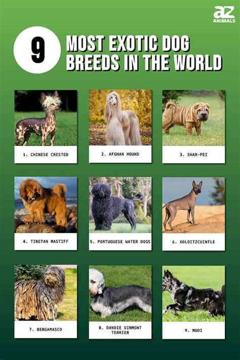 Best Of Exotic Dogs