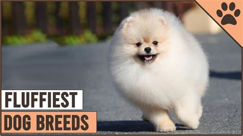 Best Of Fluffiest Dog