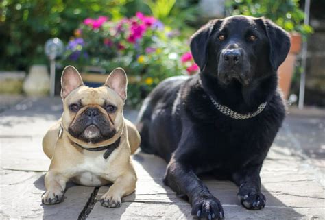 Best Of French Bulldog Labrador Mix