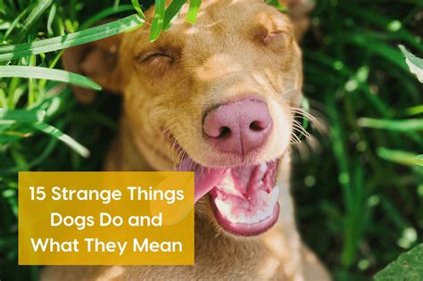 Best Of Funny Things Dogs Do