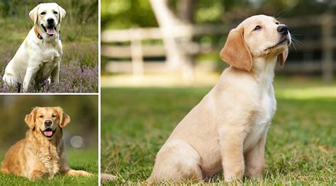 Best Of Golden Retriever Cross Labrador