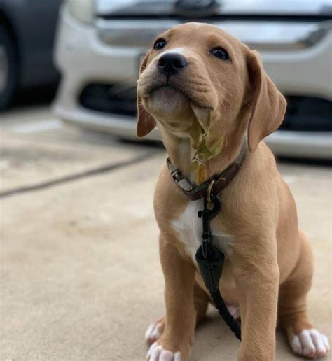 Best Of Golden Retriever Pit Mix