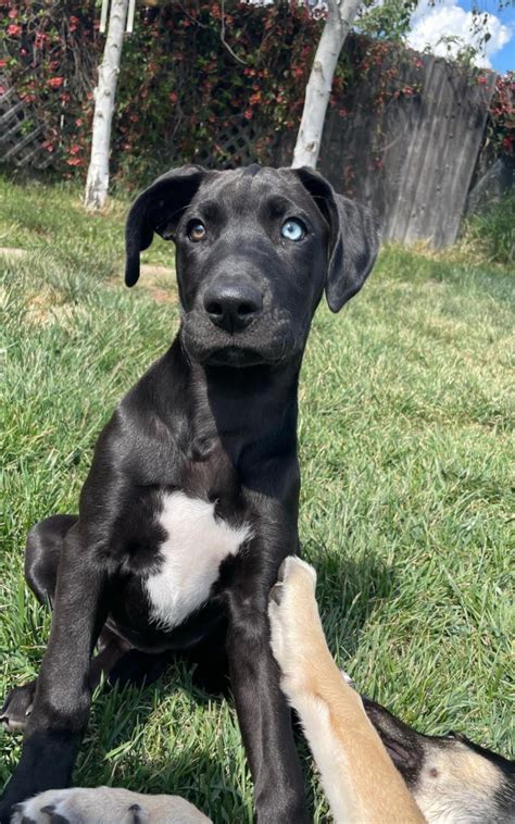 Best Of Great Dane Lab Mix Puppy