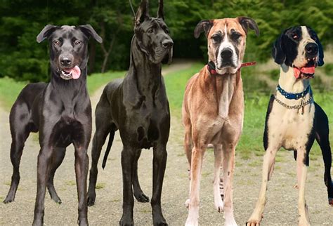 Best Of Great Dane Mix