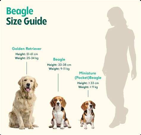 Best Of How Big Do Beagles Get
