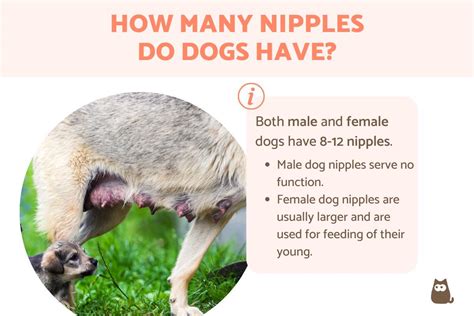 Best Of How Many Nipples Do Dogs Have