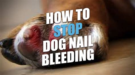 Best Of How To Stop Dog Nail Bleeding