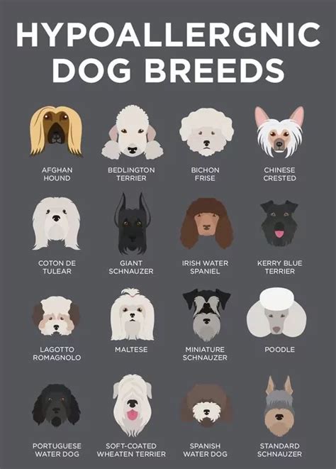Best Of Hyperallergenic Dogs