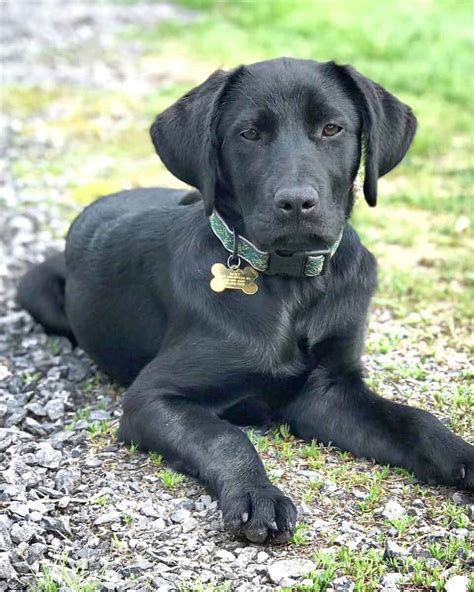 Best Of Lab Hound Mix