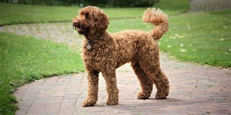 Best Of Labrador Cross Poodle