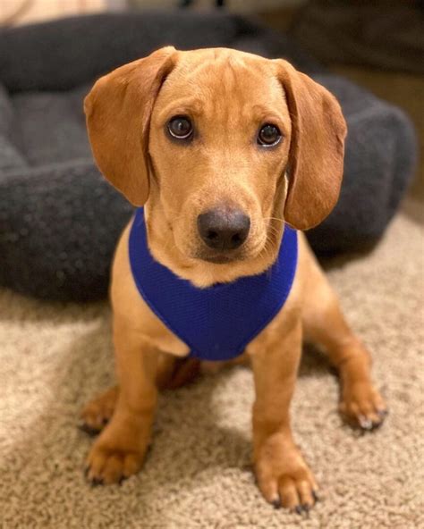 Best Of Labrador Dachshund Mix