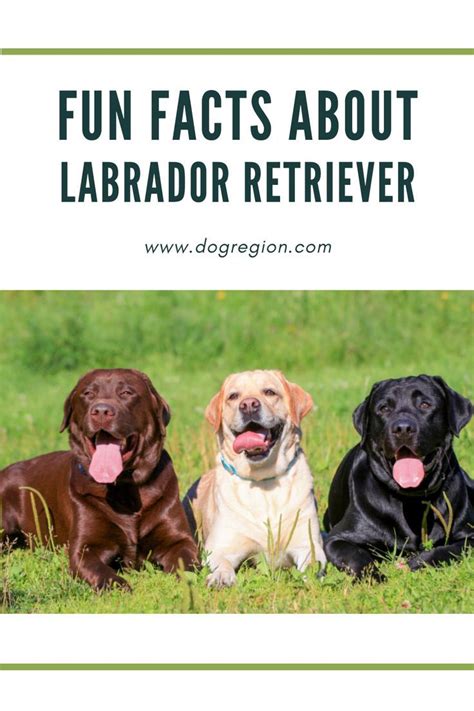 Best Of Labrador Retriever Facts