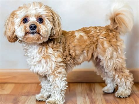 Best Of Lhasa Poo